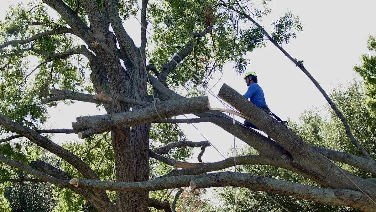 Professional Crown Thinning performed by certified arborists in Commiskey